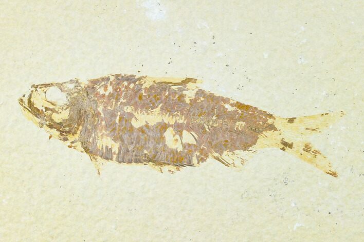 Fossil Fish (Knightia) - Wyoming #148601